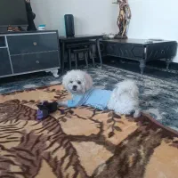 سگ شیتزو|سگ|خرم‌آباد, |دیوار