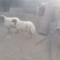 وران