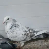 کبوتر|پرنده|مرودشت, محمد آباد|دیوار