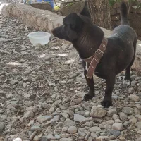 سگ پاکوتاه