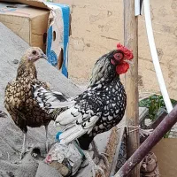 مرغ‌وخروس‌مینیاتوری-مرغ‌رسمی‌-جوجه