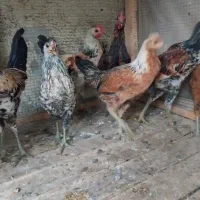 مرغ و خروس  لری  اصیل  جوان|حیوانات مزرعه|کرج, فاز ۳ گوهردشت|دیوار