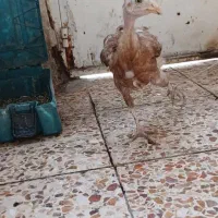 جوجه لاری|حیوانات مزرعه|اهواز, منبع اب|دیوار