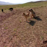 سگ سرابی|سگ|قیدار, |دیوار