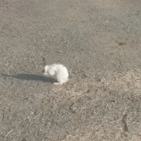 خرگوش نروماده