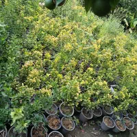 شمشاد طلایی ریشه لخت|گل و گیاه طبیعی|آمل, |دیوار