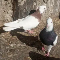 کبوتر طوقی|پرنده|سنندج, |دیوار