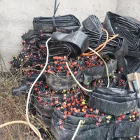 شیلنگ نخ دار با شیر و شیلنگ سالم بدون شیر