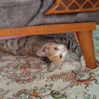 واگذاری رایگان گربه|گربه|نوشهر, |دیوار