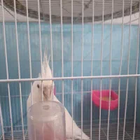 عروس هلندی|پرنده|مشهد, عبادی|دیوار