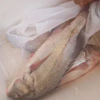 تور صبور نونو