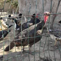 بوقلمون تخم گذار بالغ