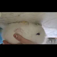 خرگوش مینی لوپ  ترکیش چشم ابی|موش و خرگوش|ساوه, |دیوار