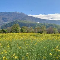 زمین باغی و کشاورزی ۵۰۰متر