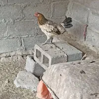 مرغ و خروس