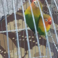 طوطی برزیلی جفت معاوضه با قناری نر مست