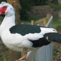 اردک اسراییلی، نرو ماده ارگانیک مخصوص شب یلدا