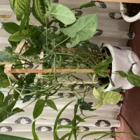 گلهای طبیعی آپارتمانی فریمان|گل و گیاه طبیعی|فریمان, |دیوار