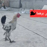 جوجه و مرغ و خروس|حیوانات مزرعه|ساوه, |دیوار