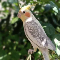 عروس هلندی|پرنده|سنگر, |دیوار