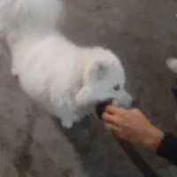 سگ سامویی|سگ|صحنه, |دیوار