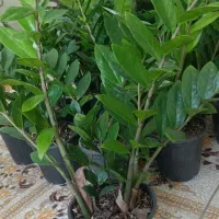 انواع گل‌های آپارتمانی آدرس خیابان اسکان نبشکوچه72|گل و گیاه طبیعی|یزد, |دیوار