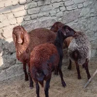 بره ماده کاور افشاری میش|حیوانات مزرعه|مشهد, ارشاد|دیوار