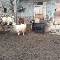 بز دامازدخ 13عدد|حیوانات مزرعه|مرادلو, |دیوار