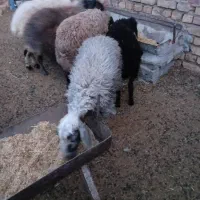 ۳ راس میش و ۳بره