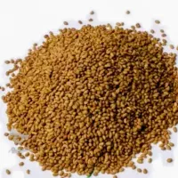 فروش بذر یونجه و شبدر و شنبلیله|خدمات باغبانی و درختکاری|ایلخچی, |دیوار