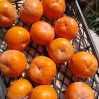 خرمالو سر درخت|گل و گیاه طبیعی|کردکوی, |دیوار