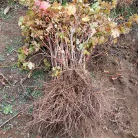 نهال های با کیفیت و اصلاح شده لیبل دار|خدمات باغبانی و درختکاری|مشهد, بهشت|دیوار