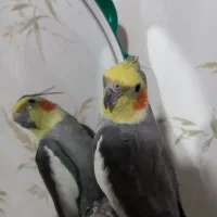 فروش عروس هلندی|پرنده|پاکدشت, شهرک انقلاب|دیوار