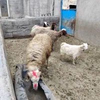 آدرس روستای قدیم خان