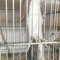 طوطی عروس البینو چشم قرمز