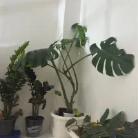 گل وگیاه طبیعی آپارتمانی|گل و گیاه طبیعی|رستمآباد, |دیوار