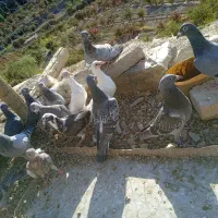 تیت کفتر خوب