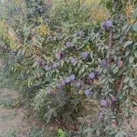 فروش نهال اصلاح شده|گل و گیاه طبیعی|تهران, هفت چنار|دیوار