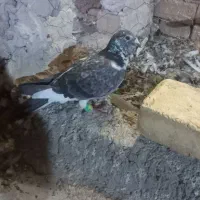 یه عدد سار سبز