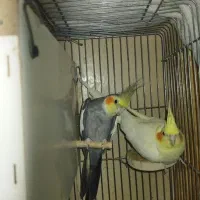 جفت عروس هلندی و تخم