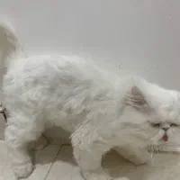 واگذاری گربه پرشین سفید