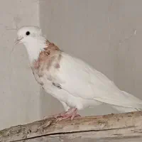 طوقی ماده.کبوتر.|پرنده|مسجد سلیمان, |دیوار