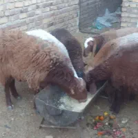 بره پرواری زیر فی شکار