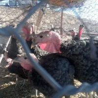 بوقلمون ماده ونر محلی