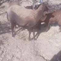 مال داشتی