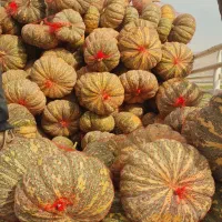 فروش کدو حلوایی انجیری تناژ نامحدود|عمدهفروشی|فراشبند, |دیوار