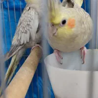 عروس هلندی نر و ماده مولد