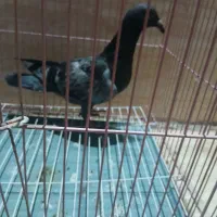 کبوتر پلاکی