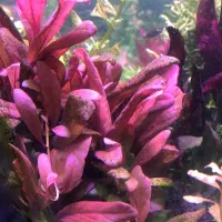 گیاه آکواریوم و پلنت|ماهی|تهران, میدان ولیعصر|دیوار