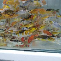 بچه ماهی کُوی ریز و درشت وسوپر درهم